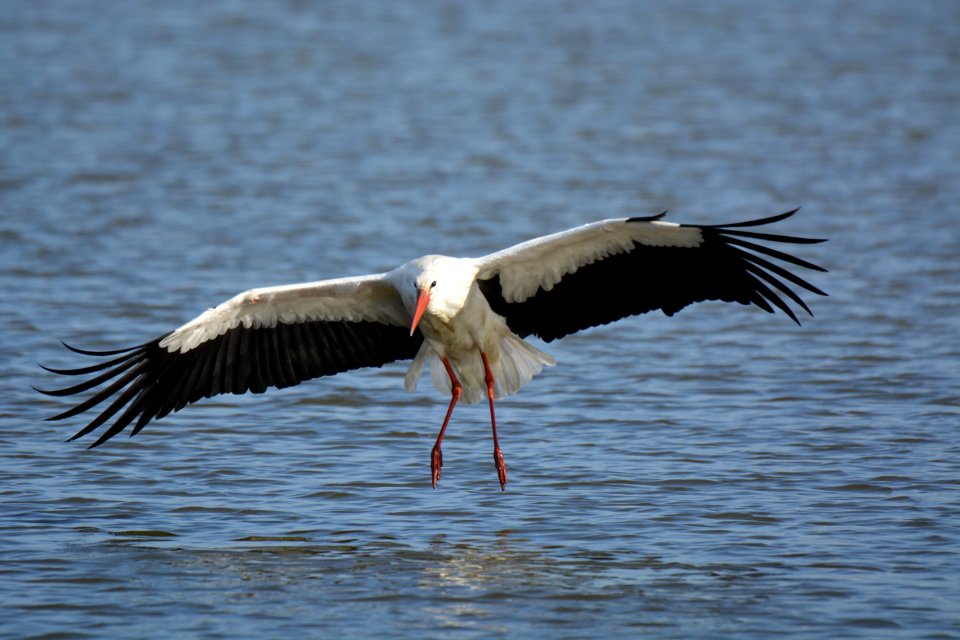 Cigogne blanche (Ciconia ciconia)