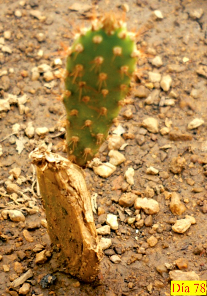 Crecimiento de cladodio de Opuntia boldinghii 4