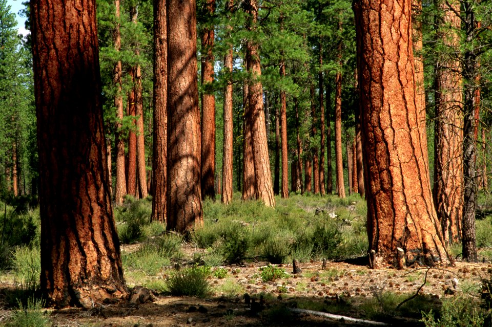 Deschutes National Forest, old growth ponderosa pine stand.jpg