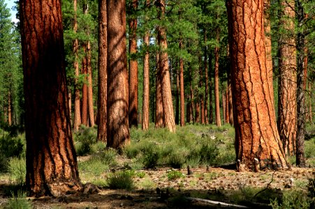 Deschutes National Forest, old growth ponderosa pine stand.jpg