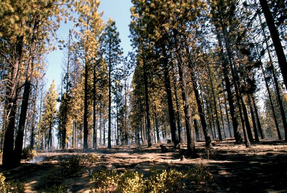 365 McKay Butte Fire, Deschutes National Forest