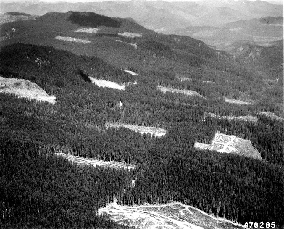 478285 Clear Cuts, Willamette NF, OR 1963
