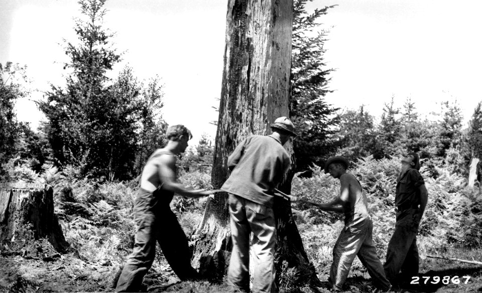 279867 CCC Camp Mineral, MBS NF, WA 1933 photo