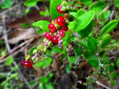 Tiny berries photo