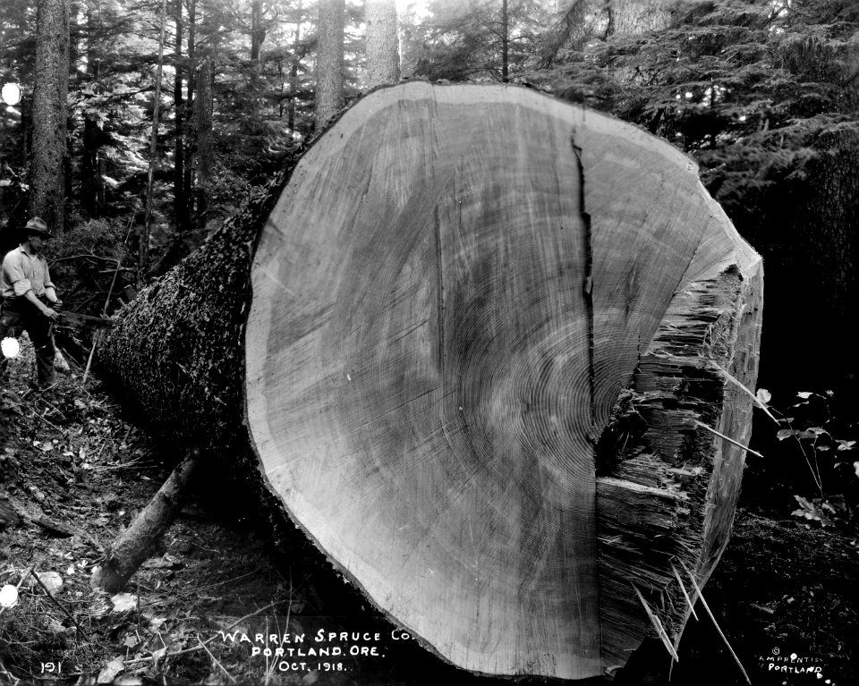 191 Spruce Log photo