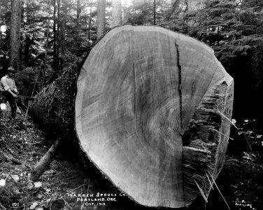 191 Spruce Log