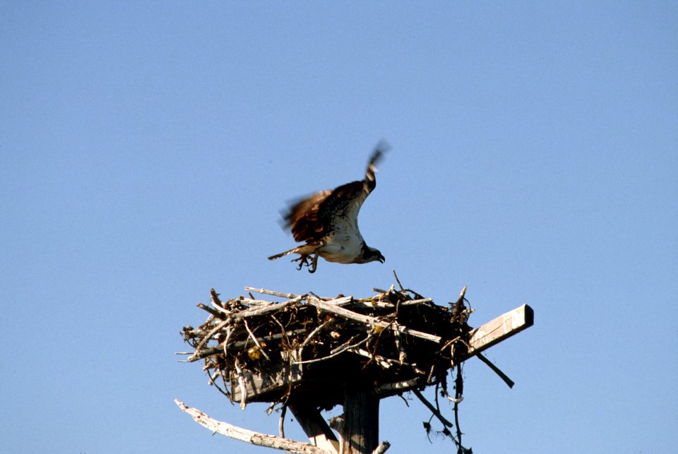 Osprey landing.jpg