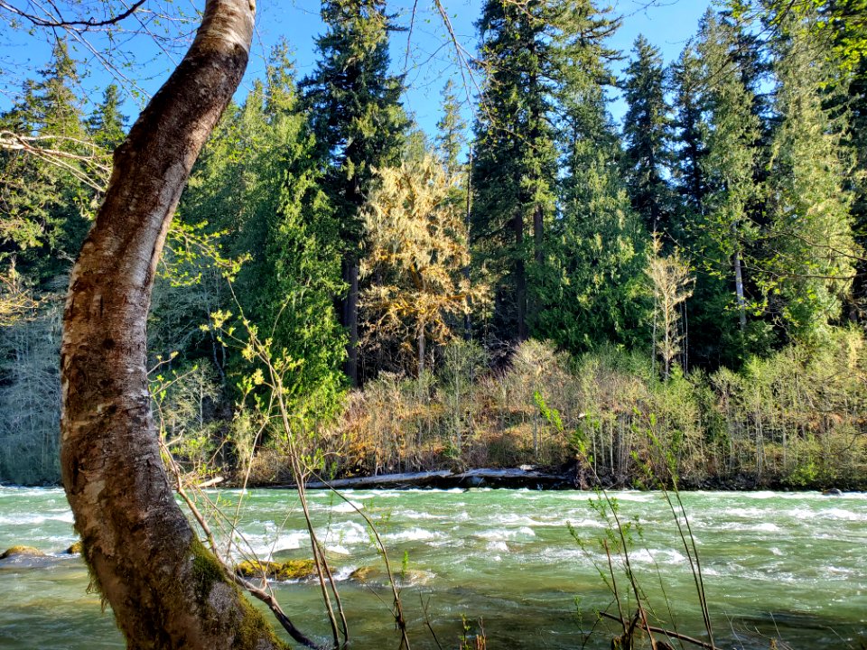 Sauk River near Darrington, Mt. Baker-Snoqualmie National Forest. Photo by Anne Vassar April 21, 2021.
