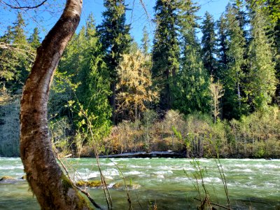 Sauk River near Darrington, Mt. Baker-Snoqualmie National Forest. Photo by Anne Vassar April 21, 2021.