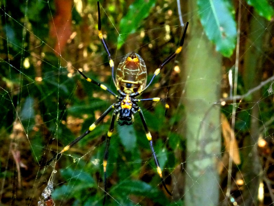 Waiting for dinner (Golden Orb Weaver spider - bottom)