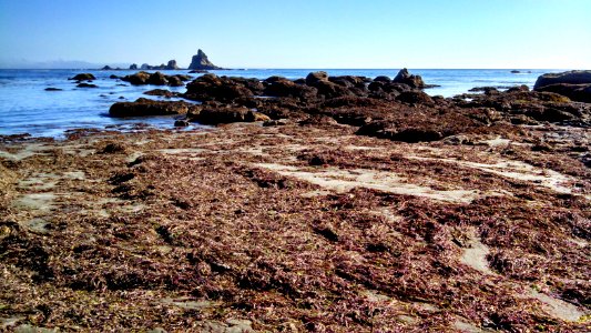 Low tide reveals mats washed up from rich kelp forests just offshore from the PNT's route along the Olympic coast