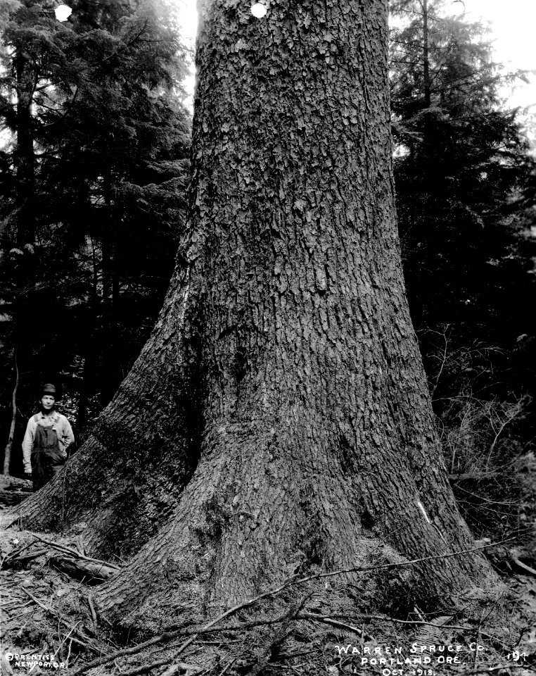 194 Spruce Tree