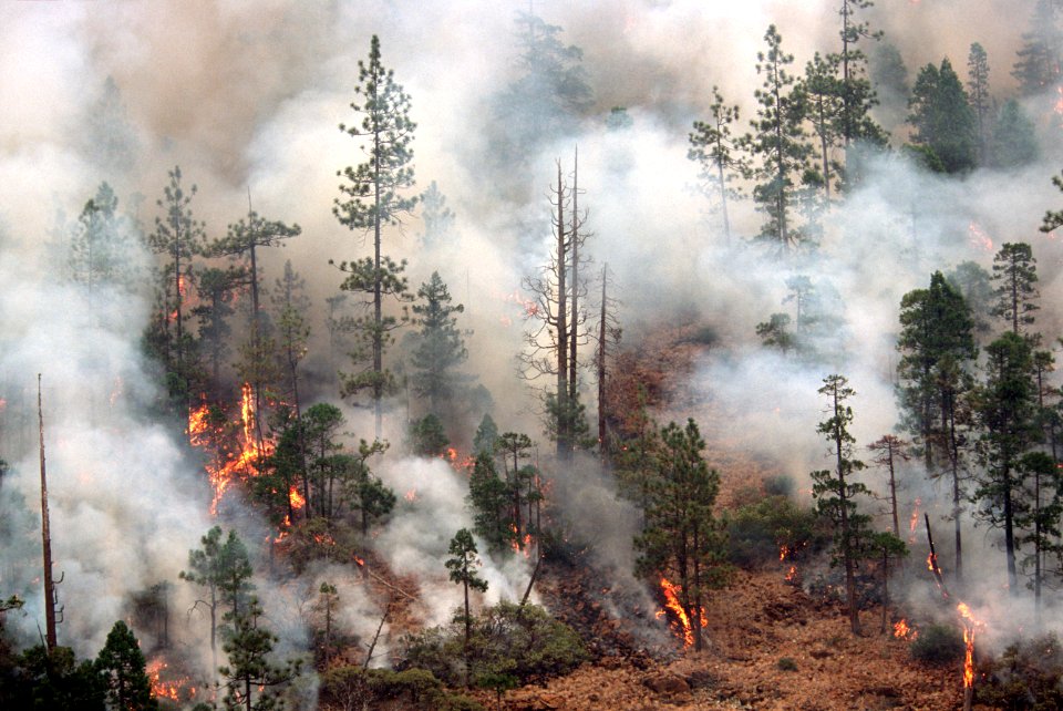 116 Rogue River-Siskiyou National Forest Biscuit Fire
