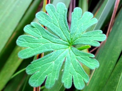 Tiny leaf photo