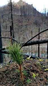 Pine seedling looking across 138 from Wright creek
