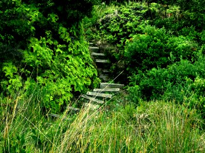 Forgotten stairway photo
