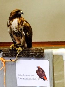 A Red Tailed Hawk being shown for an education program-Unknown