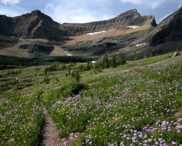 Spring Along the Pacific Northwest Trail (Glacier NP)