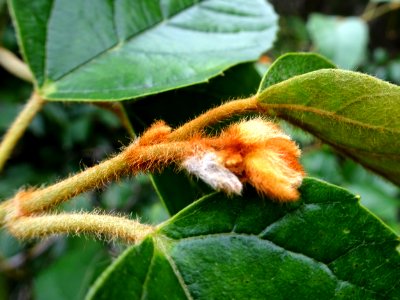 Fuzzy new leaves photo