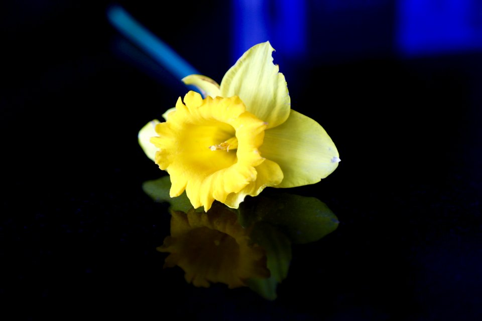 Reflections of Spring