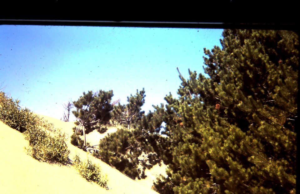 Shorepine Vegetation on Dunes-Siuslaw