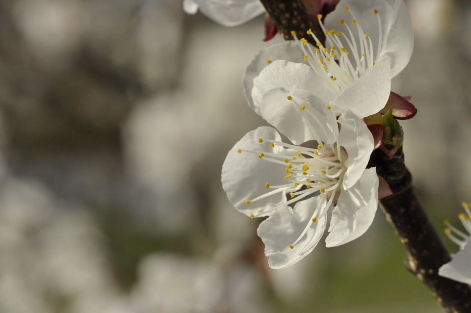 Flower bud spring photo