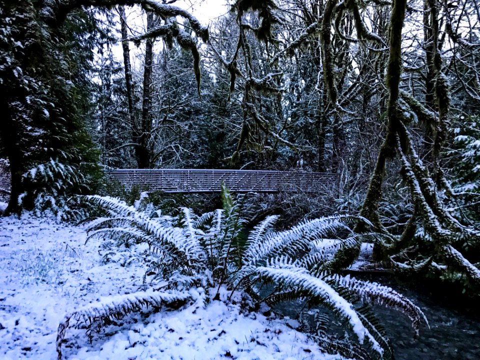 Falls Creek Bridge January 16 2020, US Forest Service photo.