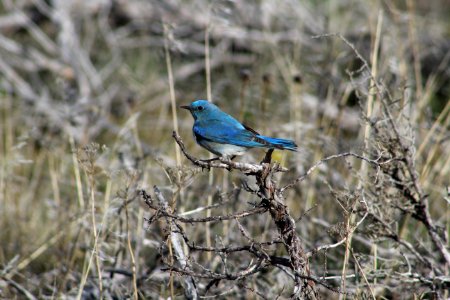 Mountain Bluebird on Ochoco National Forest photo