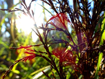 Grassy sunset photo