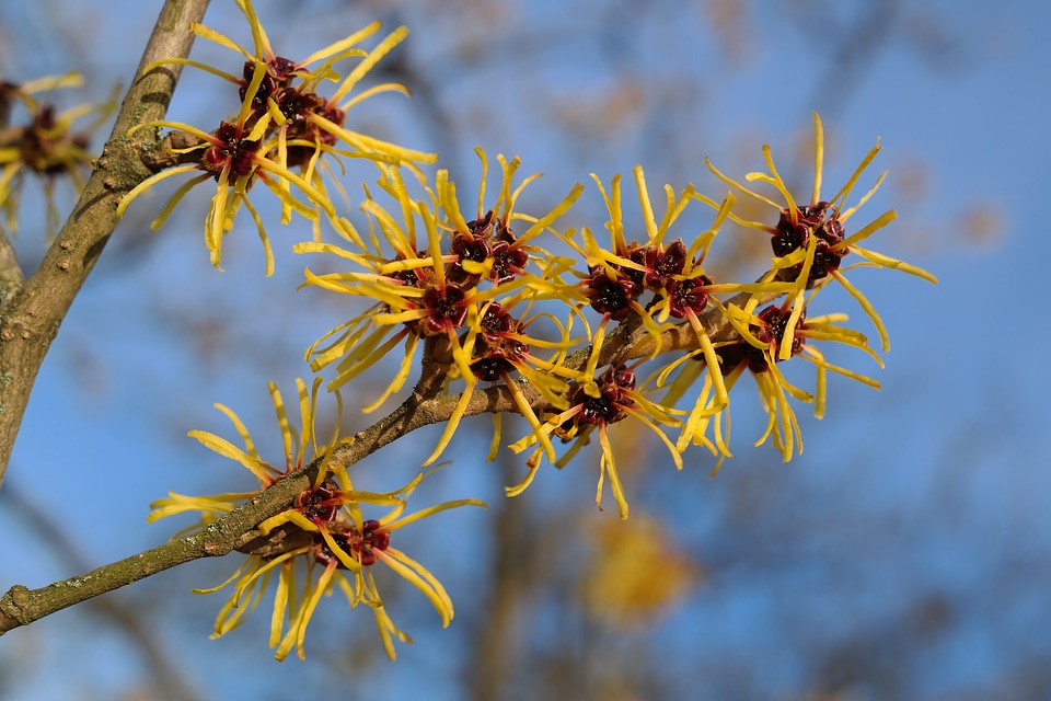 Ornamental plant witch hazel plant hamamelidaceae