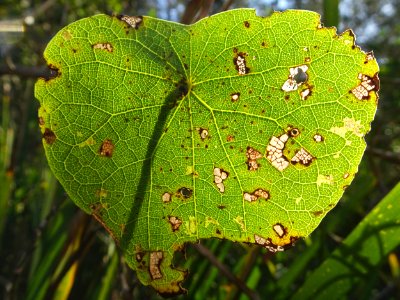 Leafy sunshine photo