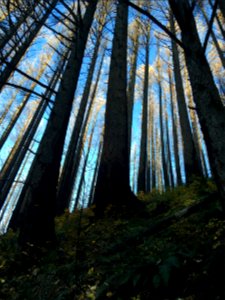 20181205 CRGNSA LarchMtn Wahkeena loop by Alexa Pengelly