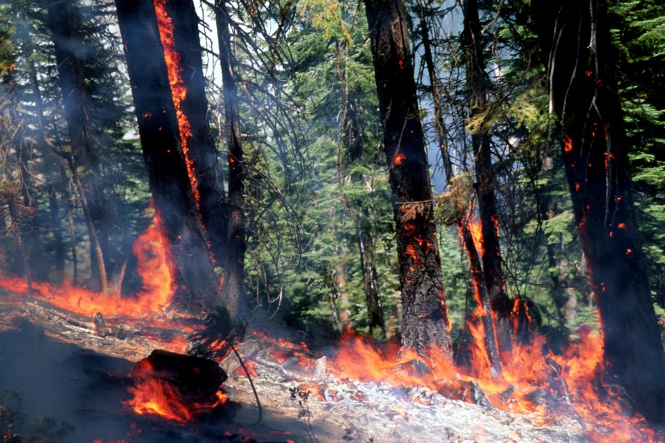 148 Prescribed Fire  Okanogan-Wenatchee National Forest
