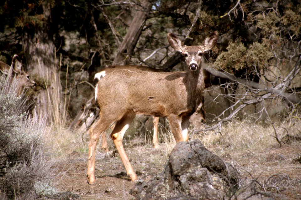 Mule Deer in Scrub.jpg