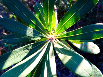 Leafy sunset photo