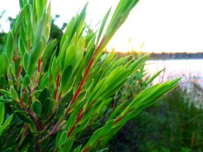 Green sunset photo