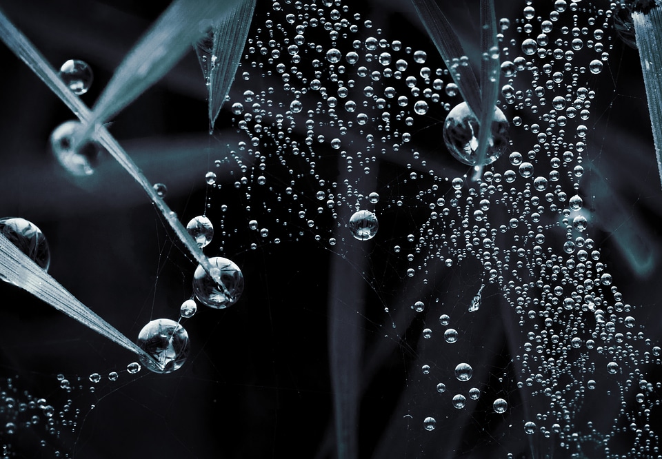 Nature madagascar dew