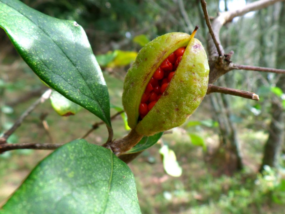 Bursting seed-monster!