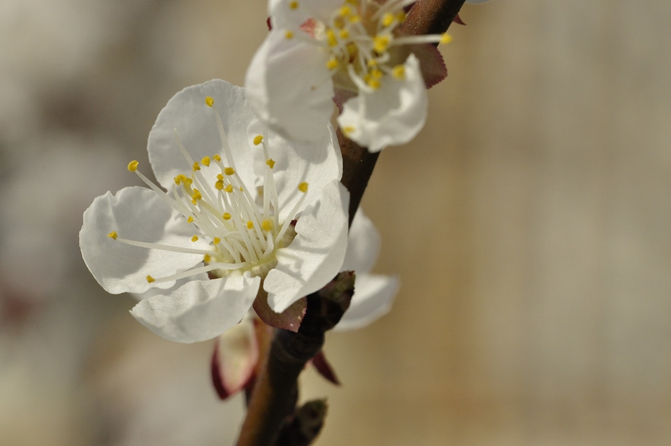 Flower bud spring photo