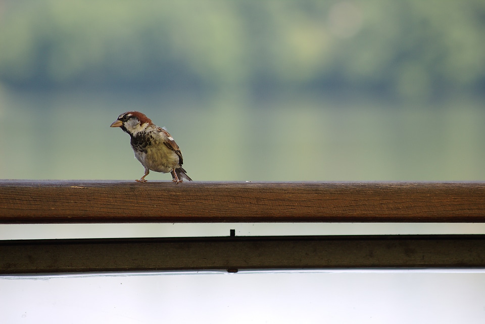 Nature songbird animal