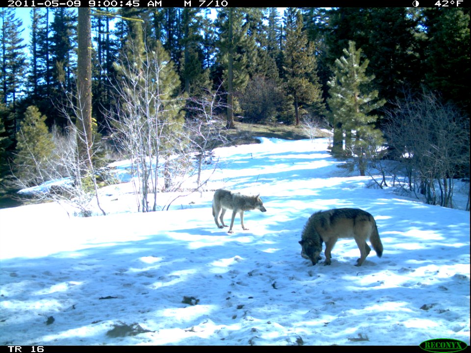 Two Coyotes Forage