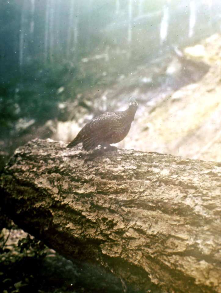 31507A Ruffed Grouse, Snoqualmie NF