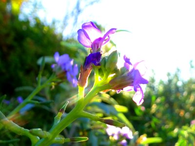Purple sunset