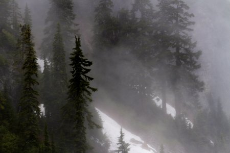 Forest in Fog at Snow Lake in the Alpine Lakes Wilderness, Mt Baker Snoqualmie National Forest photo