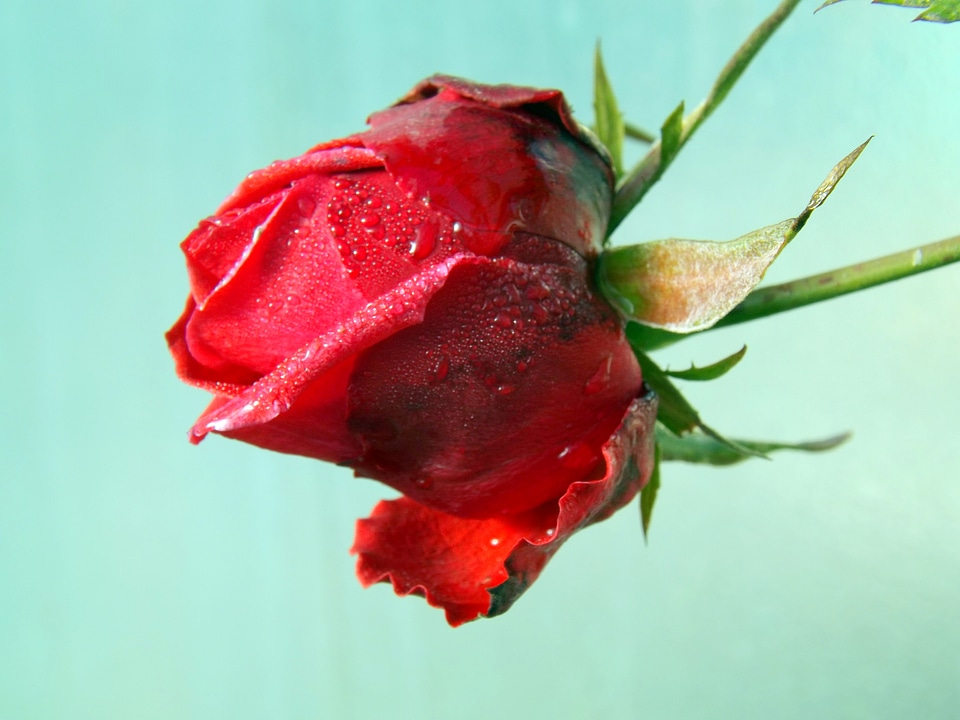 Flower petals drops