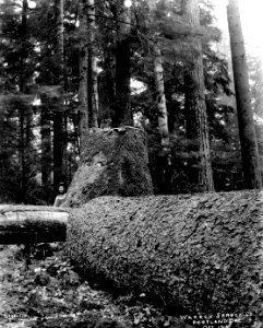 193 Spruce Log photo