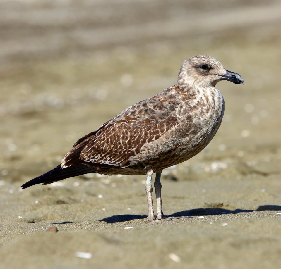 feathered baby