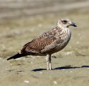 feathered baby