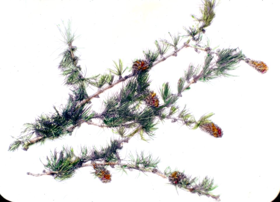 252288 Western Larch Branch & Cones, Colville NF