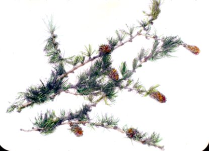 252288 Western Larch Branch & Cones, Colville NF